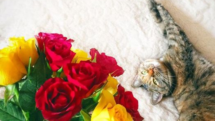 Поздравь кота: фотоподборка нежных и смешных котиков в честь их праздника