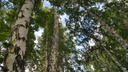 В природном заказнике в Зауралье «черные лесорубы» спилили около 60 деревьев