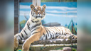 В Ярославль привезут тигрицу из Ростова-на-Дону, которая не подошла в пару местному самцу