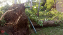 Под Новосибирском ветер повырывал деревья с корнем