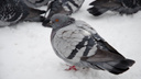 Новосибирцы посадили на диету жирного голубя по имени Алишер