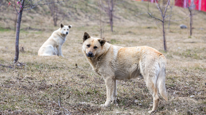 Две собаки под Красноярском сорвались с привязи и напали на соседского ребенка