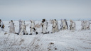 Военные устроили учения для связистов в сильные морозы