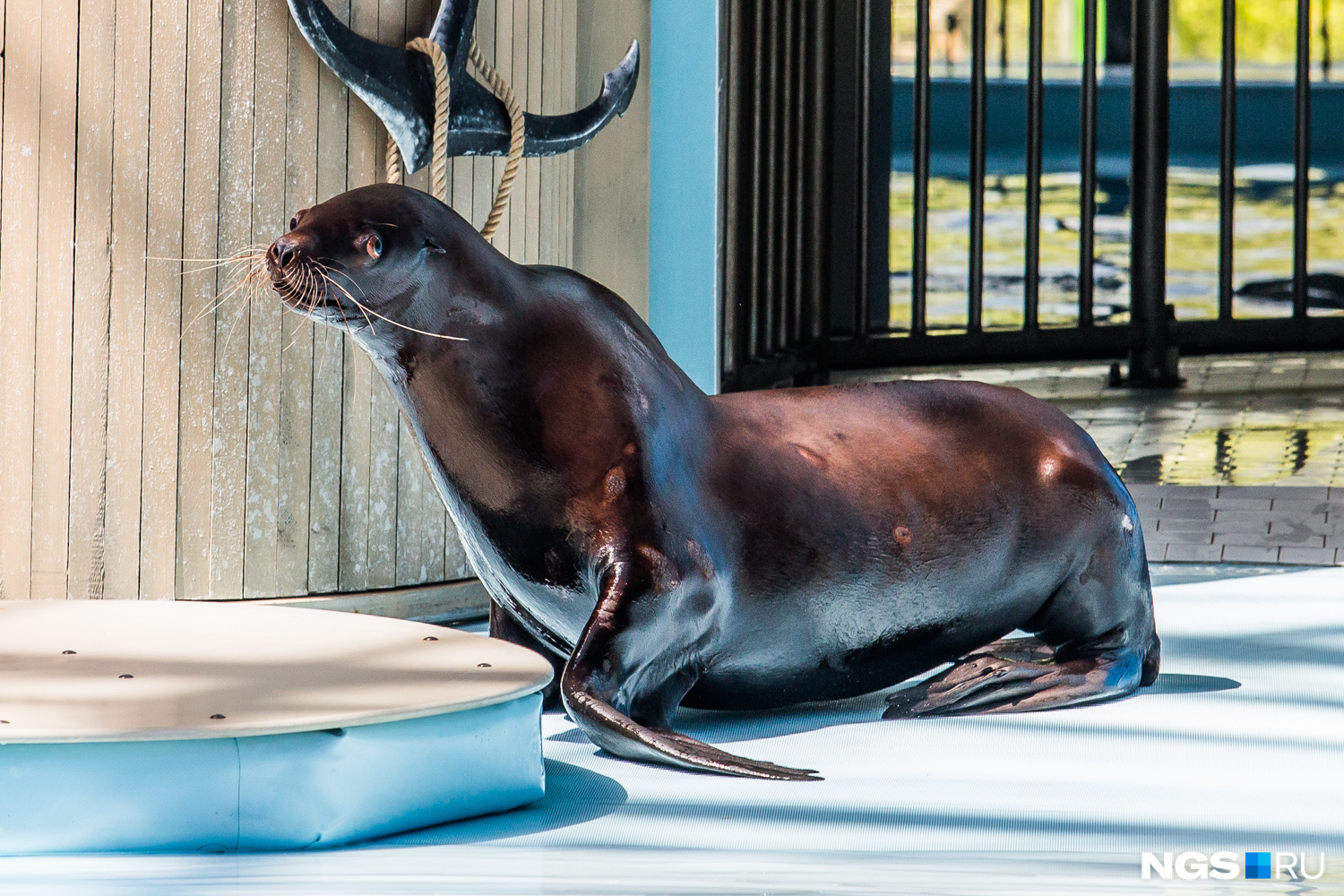 Сивуч — краснокнижное животное, которое теперь выступает в Центре океанографии