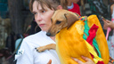 Собака-мушкетёр и живой хот-дог: челябинцы привели костюмированных животных на фестиваль