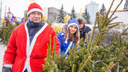 Ёлка станет десертом: ярославцев попросили сдать зелёные деревья сразу после праздников