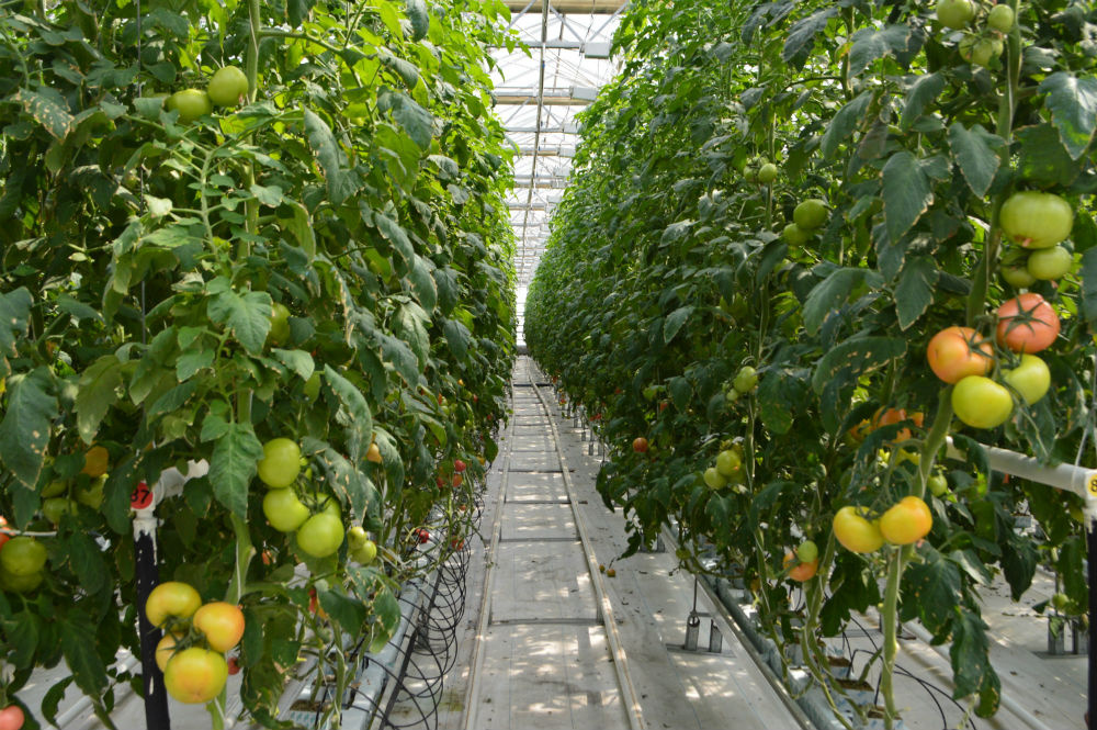 Так выглядят теплицы, в которых выращивают омские помидоры