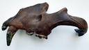В Омской области учёные нашли челюсть древней пещерной львицы