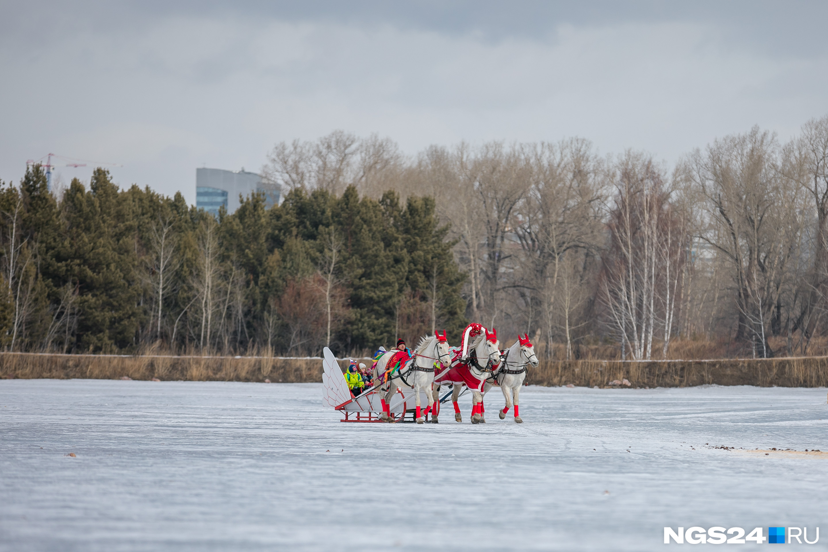 Тройка белых коней катала гостей по замерзшему водоему