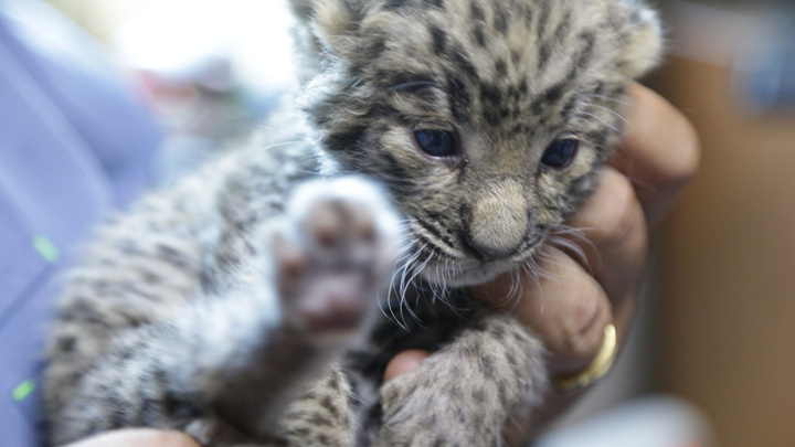 «Её бы отдали на ковры»: детёныша леопарда, выхоженного в Челябинске, выкупил меценат