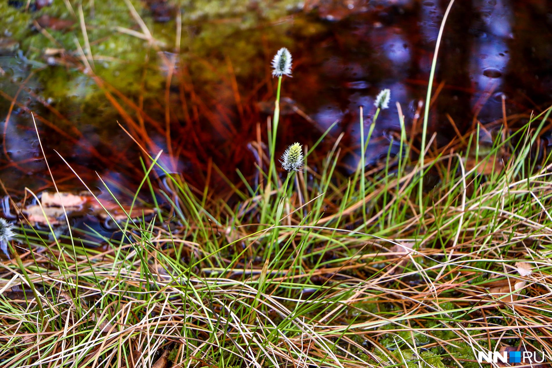 На Вишенском болоте зацветает пушица — типичное болотное растение, которое образует кочки