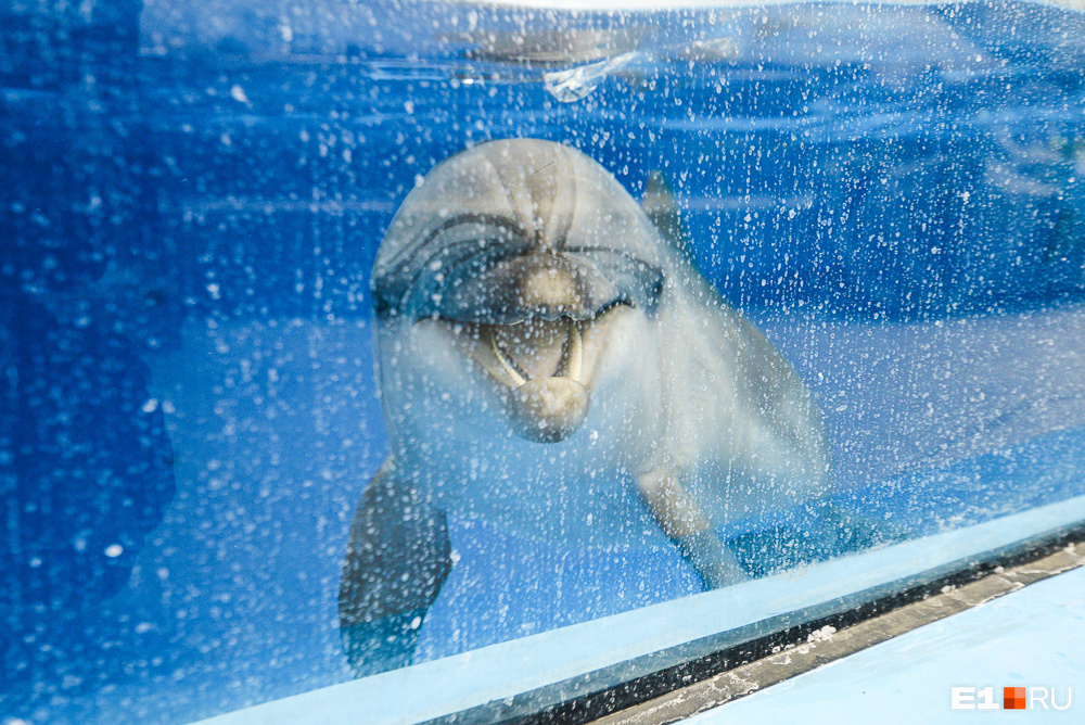 Дельфины выглядят так, как будто все время улыбаются тебе. Разводы на стекле — это соль, ведь вода максимально приближена к естественной для животных