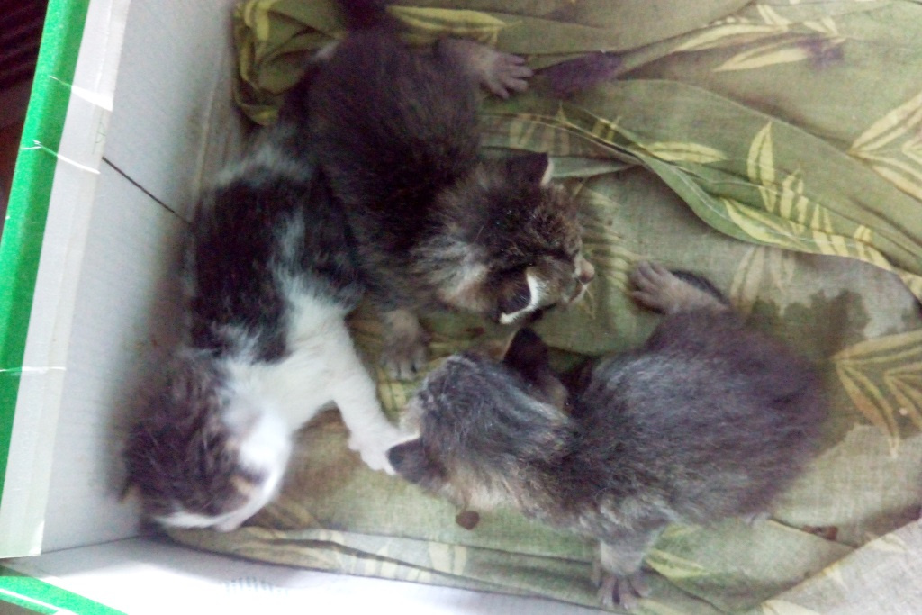 Маленькие котята и их мать несколько дней жили в переноске в коридоре приюта, где содержат десятки собак