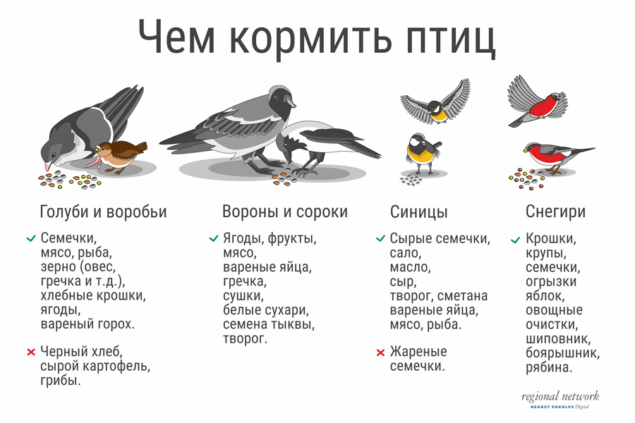 Синицам — сало, воробьям — горох: как спасти городских птиц от голодной  смерти - 10 ноября 2017 - НГС55