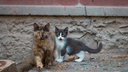 Жительница Нового Уренгоя просит ростовчан спасти кошек, заблокированных в подвале многоэтажки