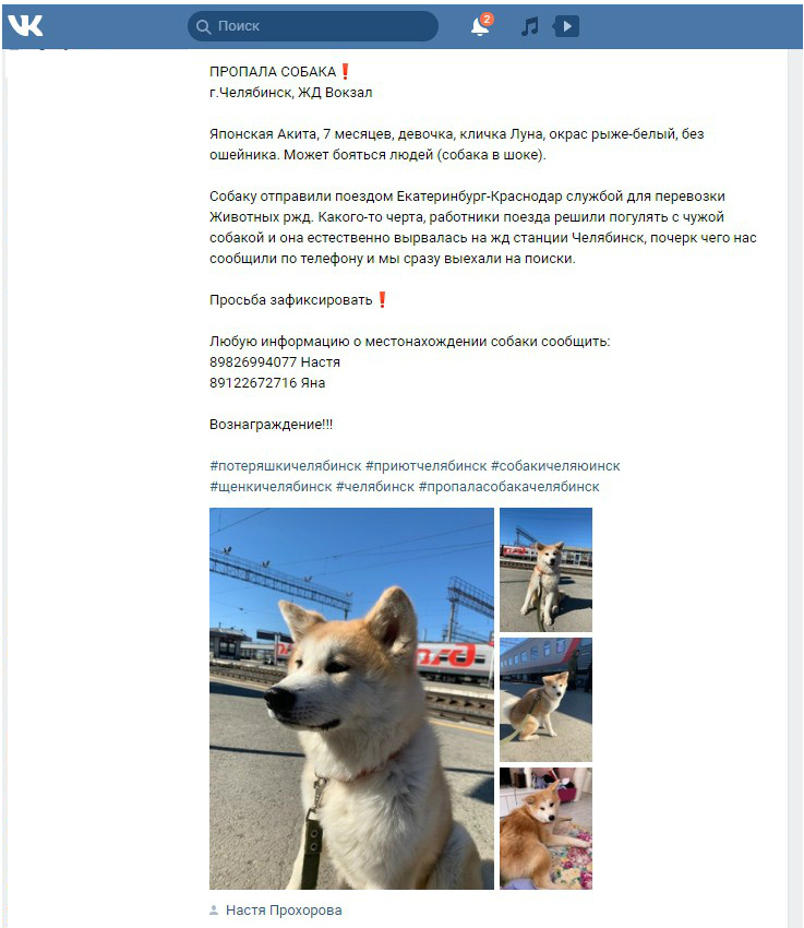 Объявления о пропаже собаки появились сегодня во многих челябинских сообществах в соцсетях<br>