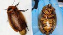 «Подковали блоху»: ветеринары провели ювелирную операцию самке гигантского таракана