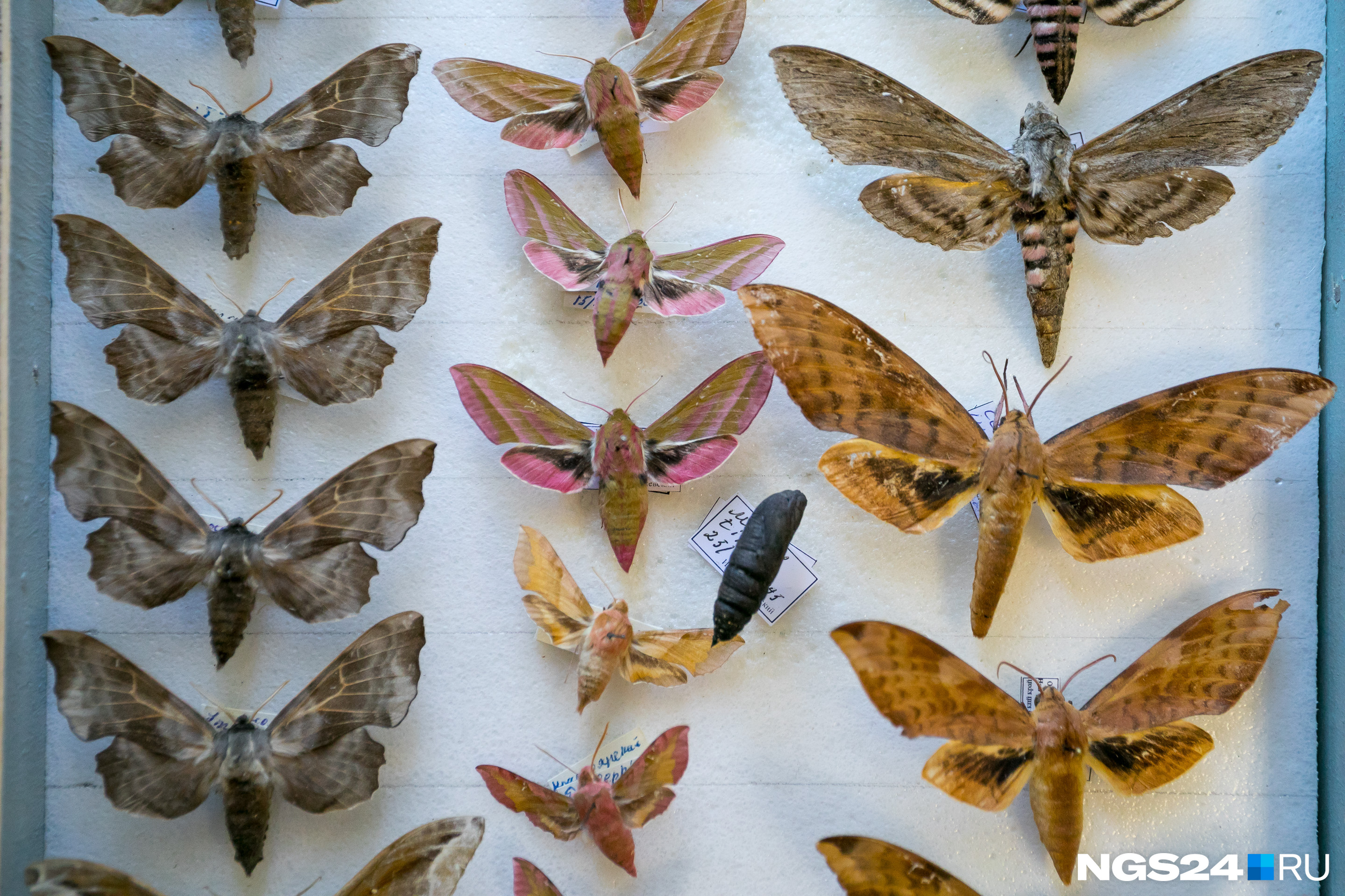 Бабочки-бражники быстро летают и умеют замирать в воздухе, как колибри