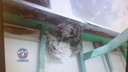 Спасатели вынесли с балкона сибирячки гнездо опасных насекомых