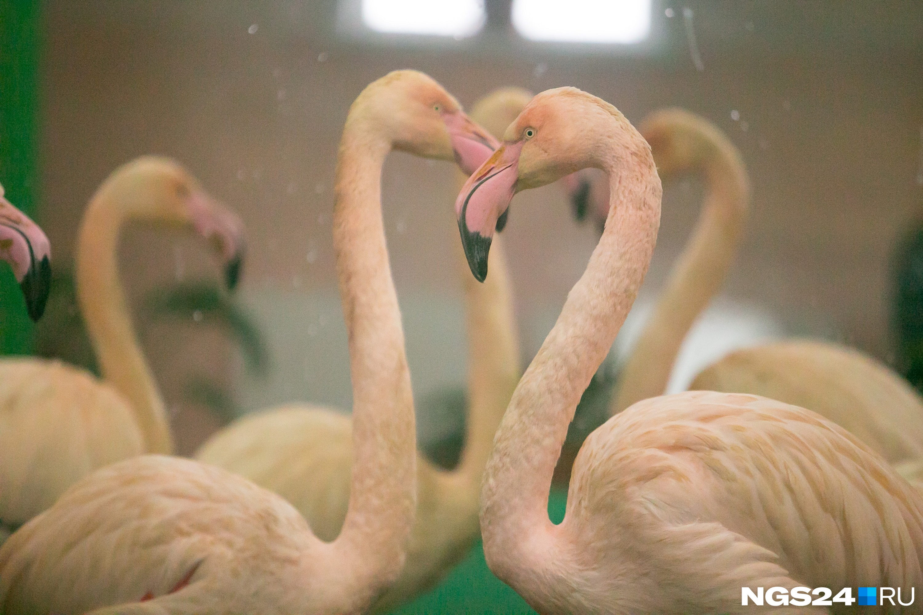 Фламинго будто составляют сердечки из изгибов своих шей