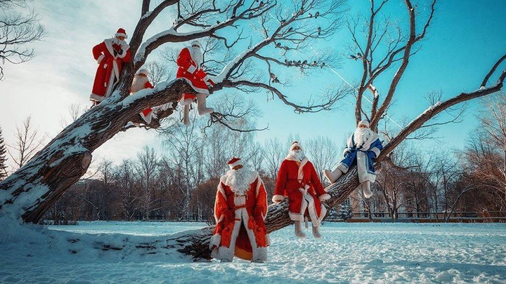 Деды Морозы на дереве стали лучшим фото дня декабря