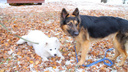 Дружелюбные собаки собрали почти 100 тысяч для новосибирского приюта — смотрим фото