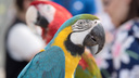 Несуществующая птица: в Ростове мужчина обманул покупателя попугая на 60 тысяч рублей