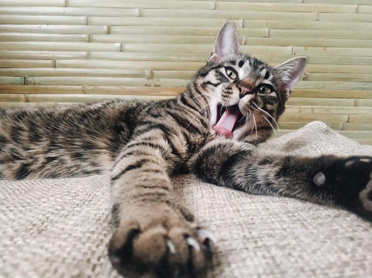Котику Ёши сейчас 7 месяцев Котику Ёши сейчас 7 месяцев