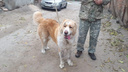 В Ростове нашлись хозяева собаки, которую едва не переехали полицейские