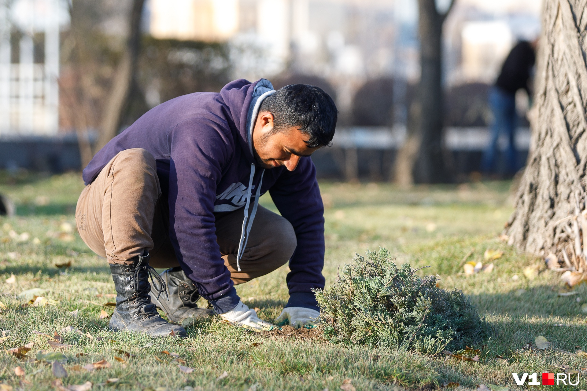 Рабочие уверяют, что все деревья и кустарники вытерпят волгоградский климат 