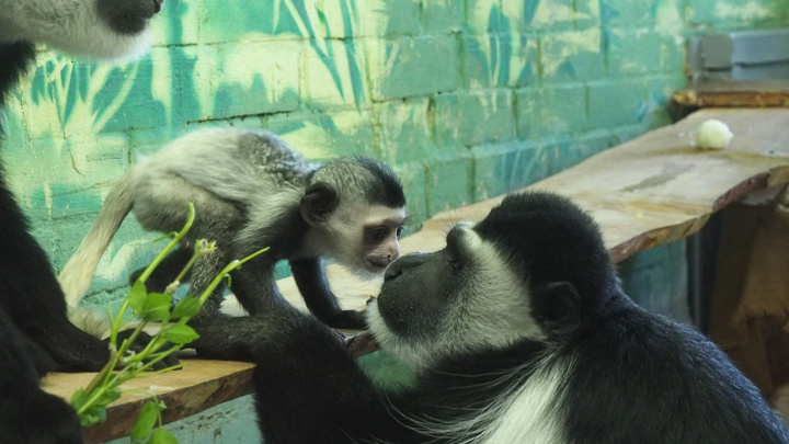 Детеныш обезьянки с умной мордочкой из «Роева ручья» поцеловал папу в нос