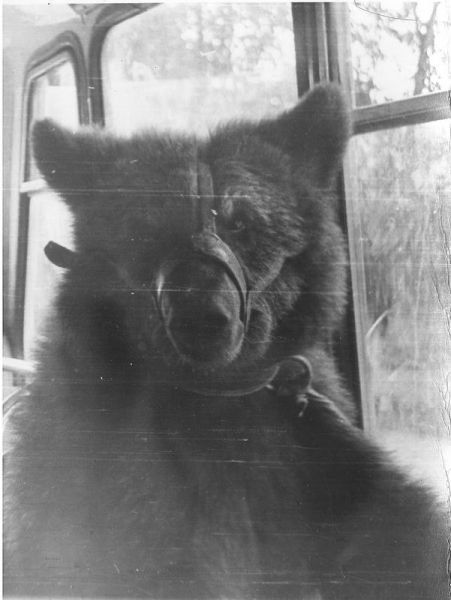 Медведь Бурка в автобусе зоосада. 1975 год<br> Медведь Бурка в автобусе зоосада. 1975 год<br>