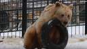 Медведь Памир из «Роева ручья» вышел из спячки из-за оттепели и занялся физкультурой