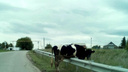 «Одна пара копыт тут, другая — там»: в Самарской области корова застряла на ограждении