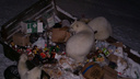 На Новой Земле снят режим ЧС, введенный из-за нашествия белых медведей