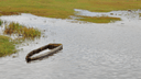 «Воздержитесь от поездок»: из-за подтоплений на реке Мезени отменили работу парома