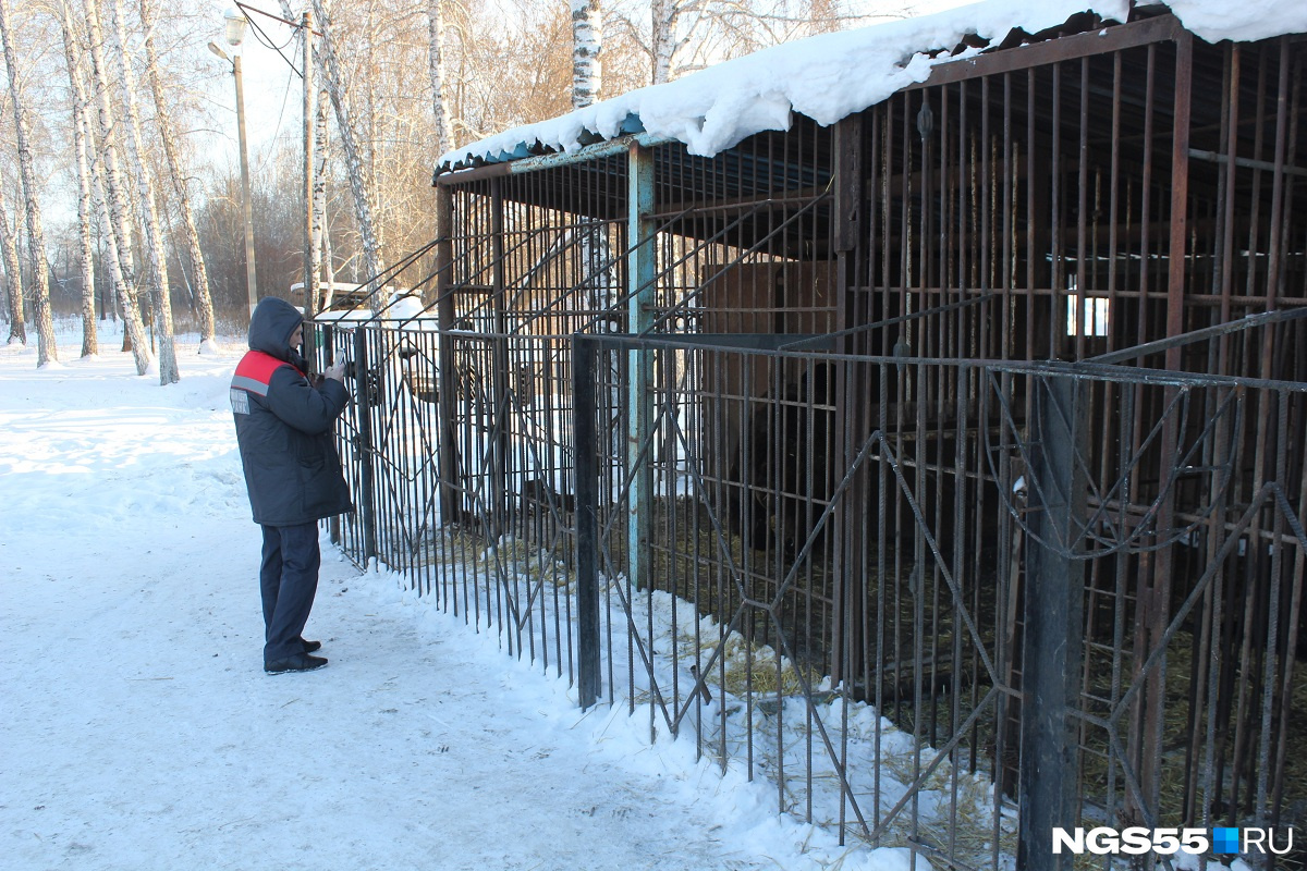 Практически каждый посетитель кафе делает снимки с медведями Практически каждый посетитель кафе делает снимки с медведями