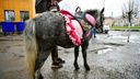 «Грызут лавки и ограждения»: ярославские чиновники обвинили лошадей в порче городского имущества