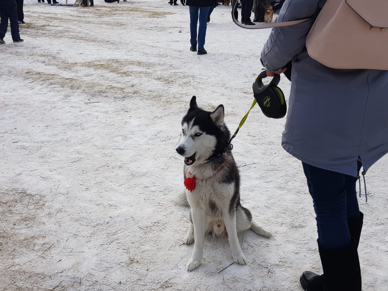 На «Хаски-фест 2019» приехали несколько сотен новосибирцев На «Хаски-фест 2019» приехали несколько сотен новосибирцев