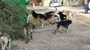 «Их просто распугали»: в Волгограде служба отлова поймала всего несколько собак из огромной стаи