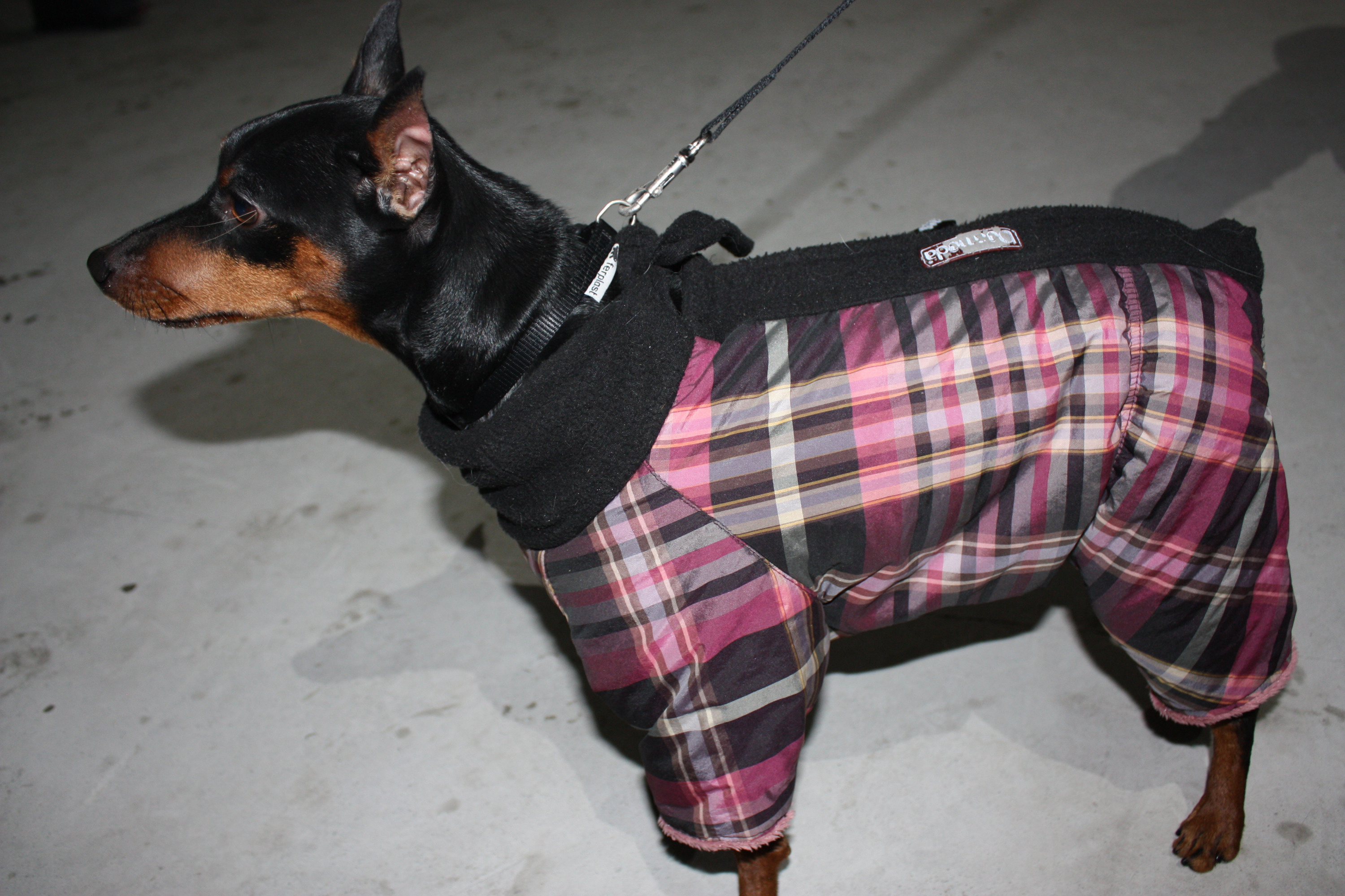 Для маленьких гладкошерстных собак костюм зимой — необходимость