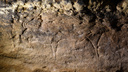 Настоящий бизон: археолог из Новосибирска доказала подлинность наскальных рисунков во Франции