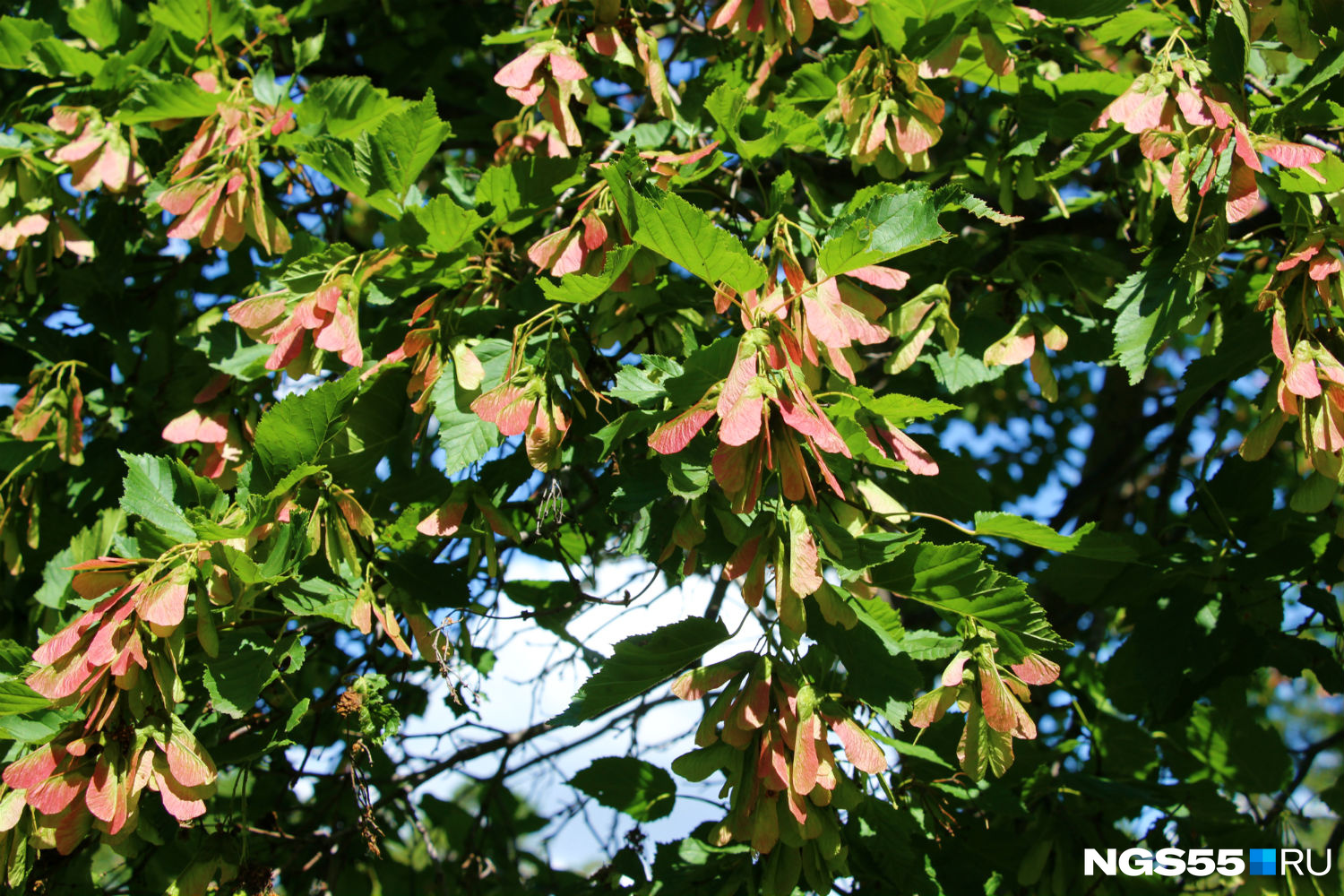 Японский клён с розовыми крылатками, который прижился в Сибири — издалека похоже, что дерево цветёт