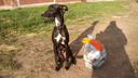 Новосибирцы с собаками устроили флешмоб — они собирают бутылки и фантики на прогулках