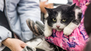 В Новосибирске собирают базу доноров для кошек и собак: 15 хозяев уже согласны помочь чужим животным