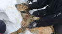 «Падала и теряла сознание»: дикая косуля забрела в Новосибирск и разбила голову