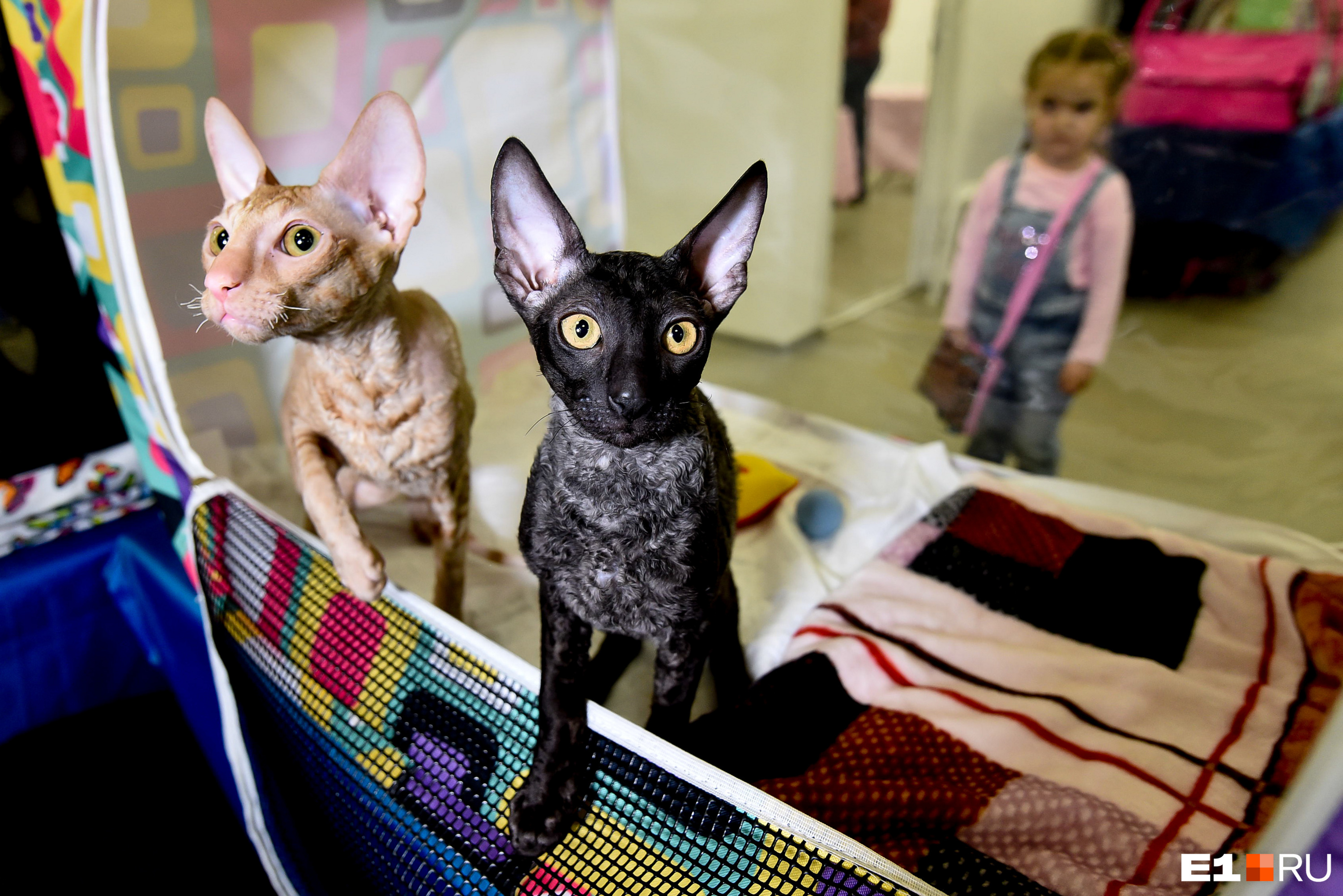 Выставка кошек сызрань 2022 тц пассаж. Выставка кошек. Выставка кошек. Елена федоренко эксперт wcf. Ульяновск 2019 год выставка кошек.