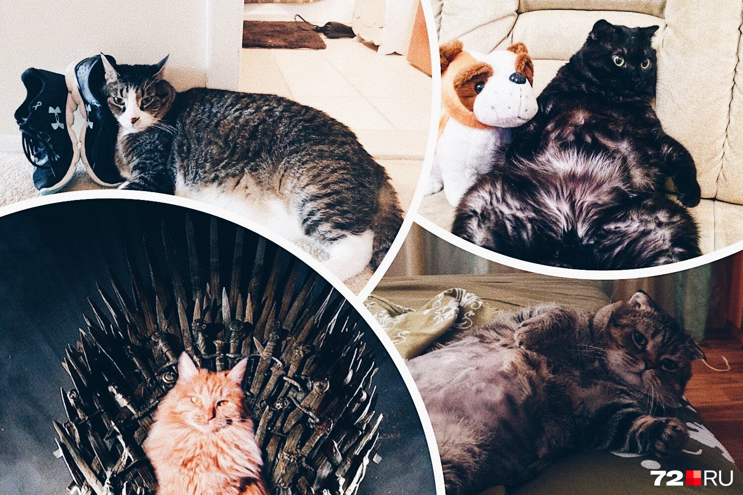 10 крутых толстых котов из Тюмени, которые покорят ваше сердце - 14 ноября  2019 - 72.ru