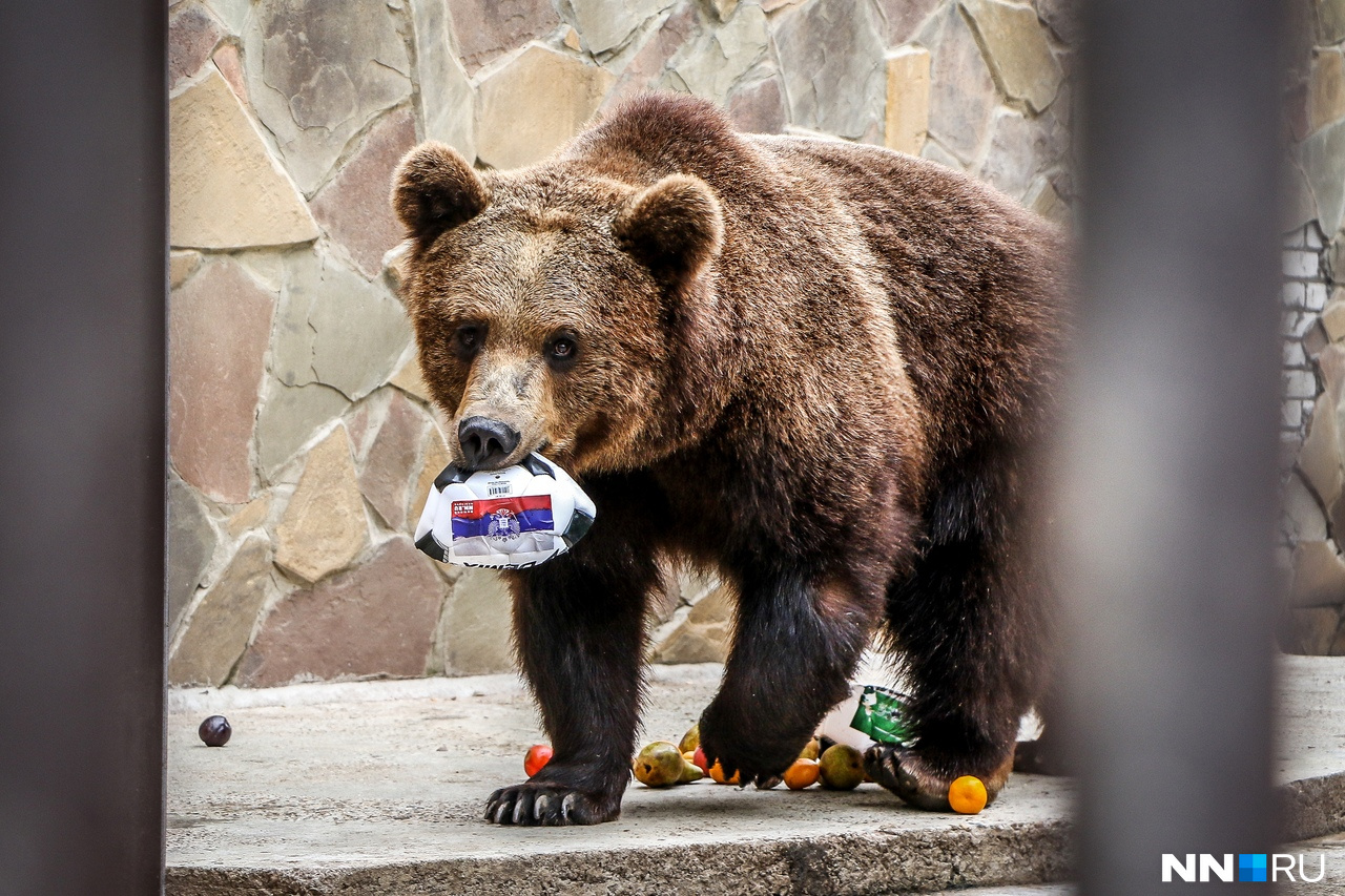 В глазах нашего медведя столько любви к плошке сборной России — хоть он и грыз её