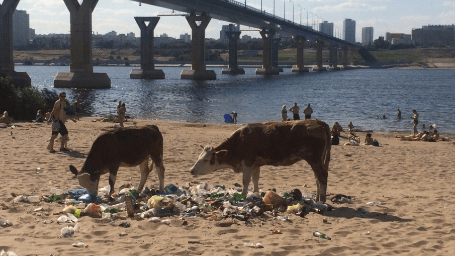 Вместо коров и мусора: колонка урбаниста о том, как превратить левый берег в «Волгоградскую Ривьеру»